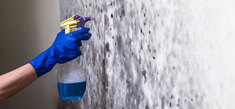 basement mold removal